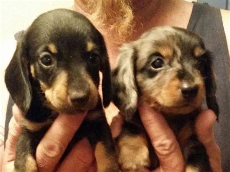 I can meet in Joplin for a bit of gas money. . Mini dachshund puppies for sale tulsa ok